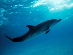 Если дельфины такие умные, как вы говорите, то почему они не построили свою цивилизацию?