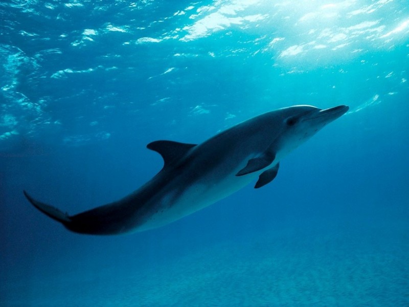Если дельфины такие умные, как вы говорите, то почему они не построили свою цивилизацию?