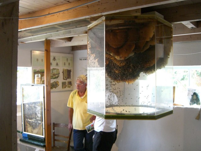 Пчелиный аквариум