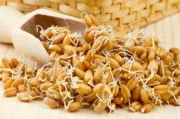 Пророщенная пшеница лечит весь организм
