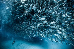 Стая рыб в нижней Калифорнии. National Geographic