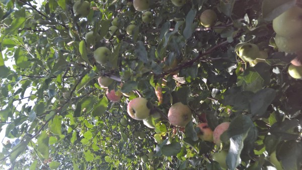 яблоки в августе
