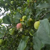 яблоки в августе