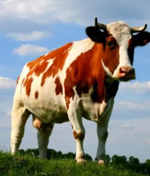 Животные в славянской культуре. Корова.