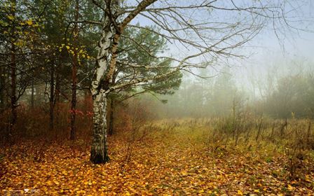 В жёлтой дымке осинка...