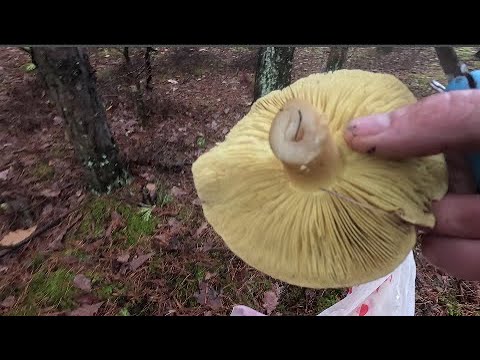 Эта ловушка заманит и погубит всех слизней с вашего участка