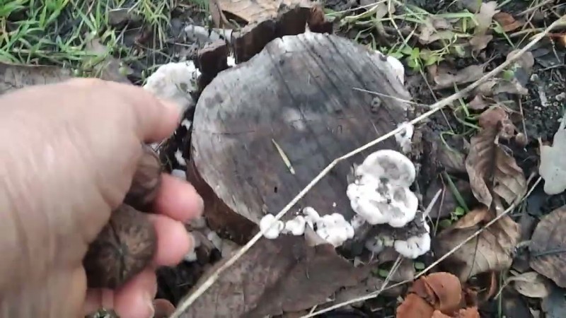 30.11.2025 Ноябрьская Природа.