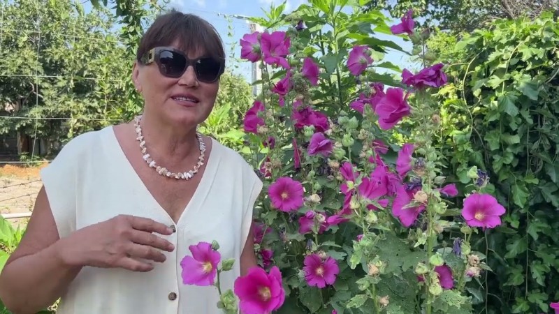 Наш крымский участок в августе