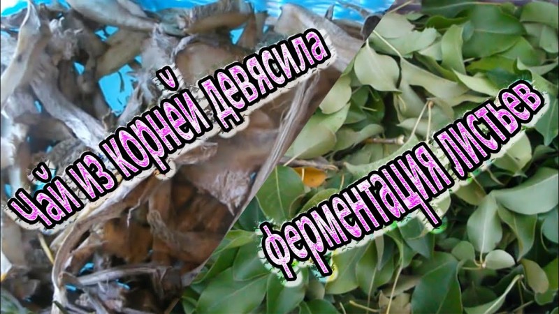 Чай из корней девясила и ферментация листьев фруктовых деревьев