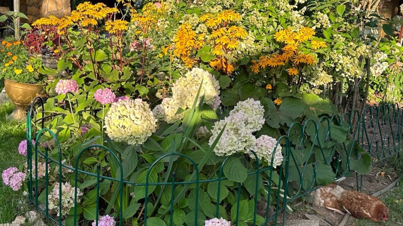 Прекрасная дачная жизнь. Начало осени. Сбор урожая томатов продолжается . В лес за грибами . Сенокос