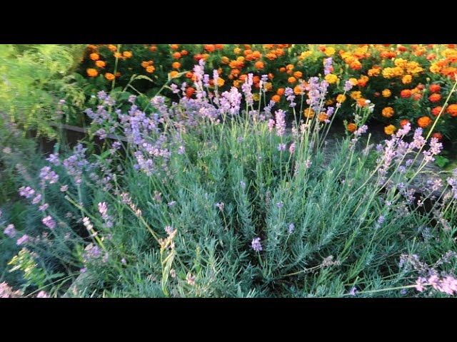 Грядка просто заросла