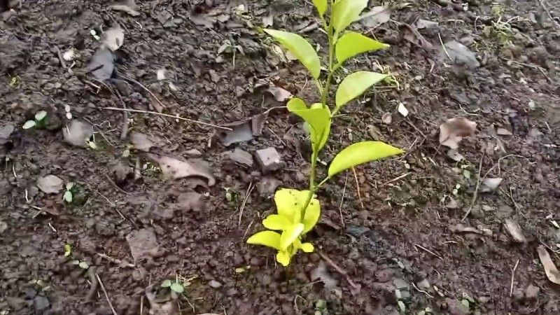 617 02.12.2025 Про Птичек и Растения в декаМае