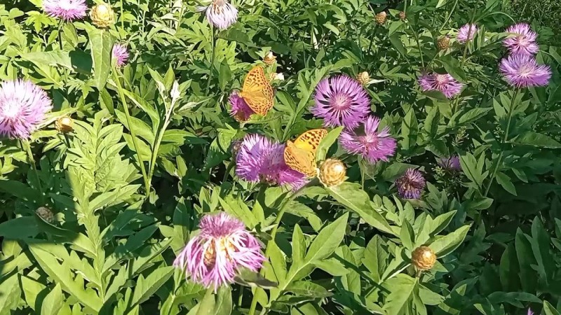 581 25.06.2025 Здравое Питание и рецепты от Любы № 12