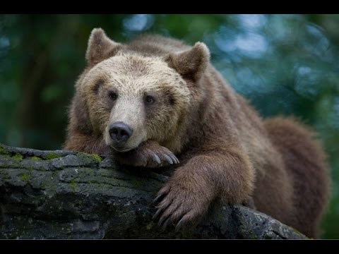 Политическая сказка про Медведя