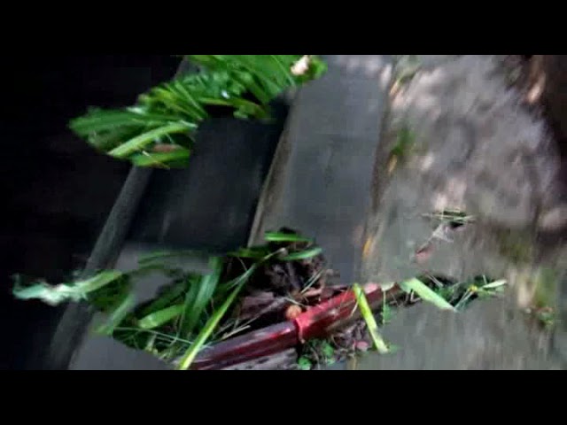 Бытность Рухнувшего с Дуба