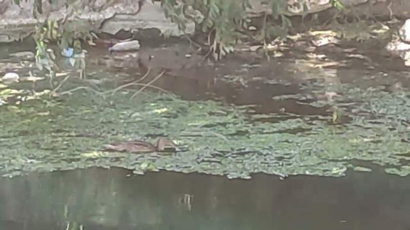 Просто уточки! А Люди где?!