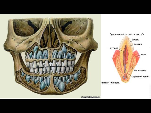 Зубы  Регенерация  Оживление тканей