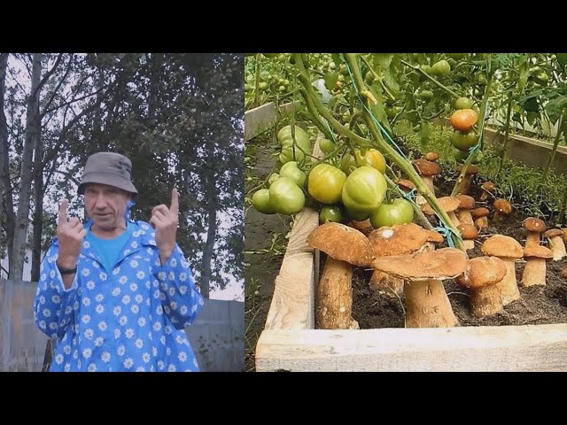 КОГДА и как засевать БЕЛЫЕ ГРИБЫ  на своих грядках ч.3(Ураган)