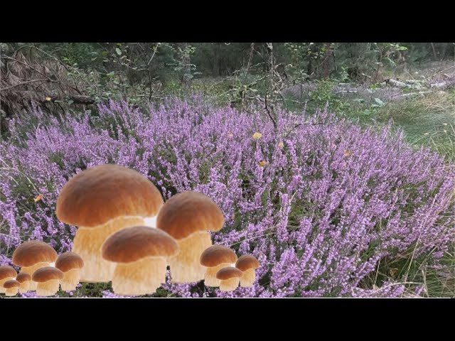 В первый раз вышел за грибами и вот так лес меня порадовал