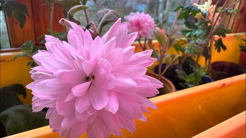 Черенкование хризантемы поздней осенью , зимовка хризантемы в теплице