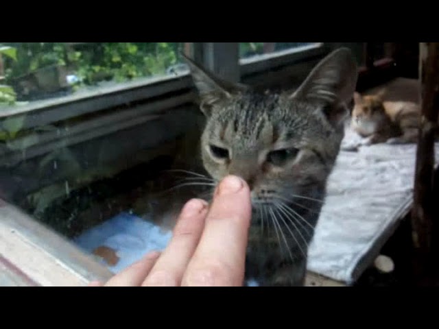 Сказы Рухнувшего с Дуба о Всяком в Бытности