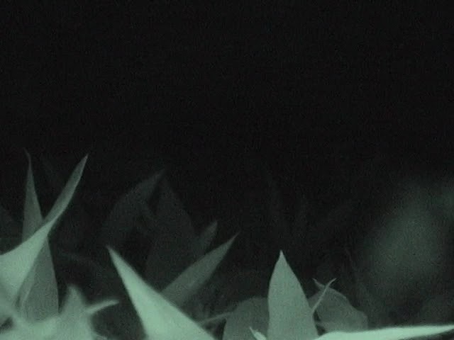 COSTA RICA LOVER-SAY-SUN#1 IF THEE LIGHT IS TALK-KING THROUGH WHO? WHAT DO IT MATTER IF ITS U OR PT?