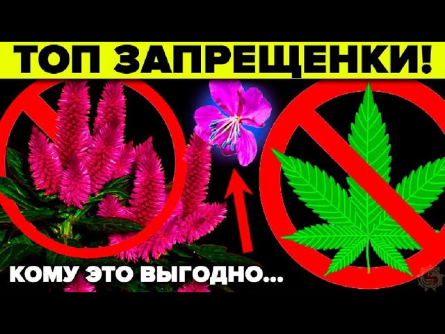 За что САЖАЮТ бабушек в России! Топ 5 запрещенных растений
