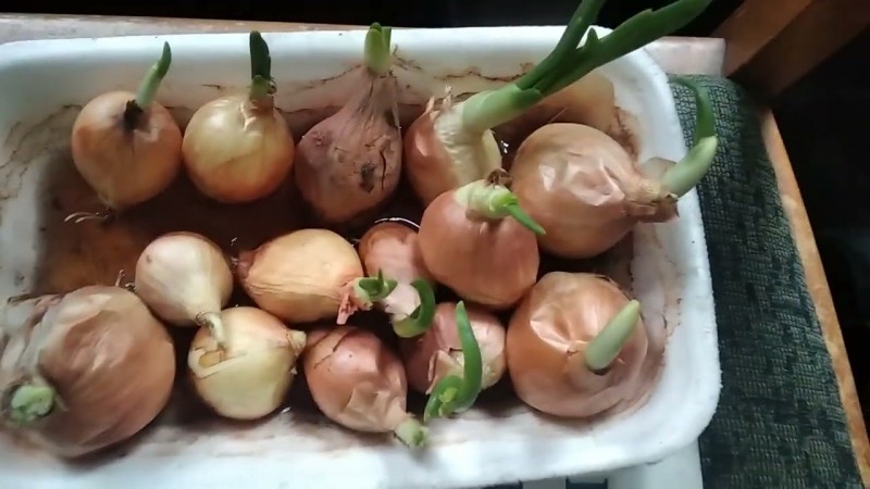 21.11.2025 Ноябрьский Лук.