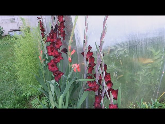 Цветы жизни, ворота в вечность