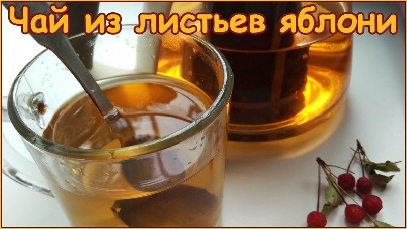 Чай из листьев яблони - ферментация и сушка