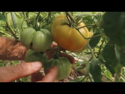 Обзор томатов. Сорт Оранжевый полосатый