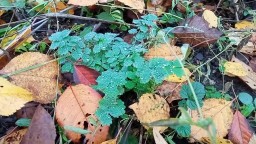 614 22.11.2025 Летние Растения в Ноябре