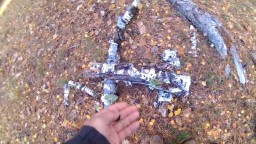 Лисичек не нашел, решил брать мухоморы