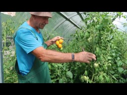 Обзор ранних томатов сорт Патрикея