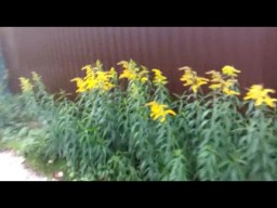 Малость о Веси