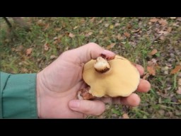 Высаживайте маслята, белые грибы и подосиновики на своих участках