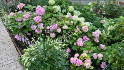 Мой сад в Подмосковье после сильного ливня