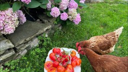 Утро на даче . Прекрасная дачная жизнь на даче в Подмосковье.