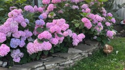 Как посадить правильно посадить крупнолистную гортензию. Осенью лучше всего планировать посадку