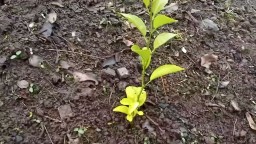 617 02.12.2025 Про Птичек и Растения в декаМае