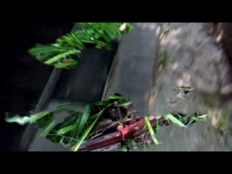 Бытность Рухнувшего с Дуба