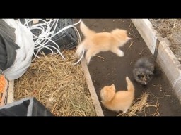 Пушистые рыжие милоты