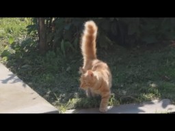 К нам прибился рыжий гость, важный такой, сказал теперь жить здесь будет