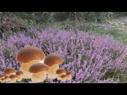 В первый раз вышел за грибами и вот так лес меня порадовал