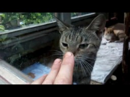 Сказы Рухнувшего с Дуба о Всяком в Бытности