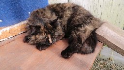 Разморило в теплице, ходят жить мешают