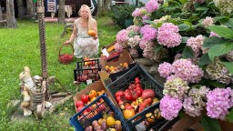 Успехи на даче. Сбор урожая томатов.