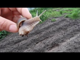 На мой участок приполз новый зверь, теперь наверное здесь жить будет