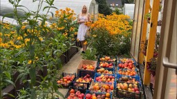 Как сделать почву плодородной. Ценнейшая органика осенью . Каждую осень на грядки вношу органику