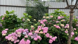 Простая дачная жизнь в Подмосковье. Огород теплицы и море цветов